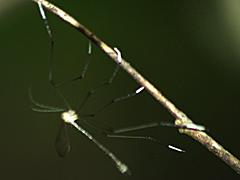 Pygmy Phantom Crane Fly